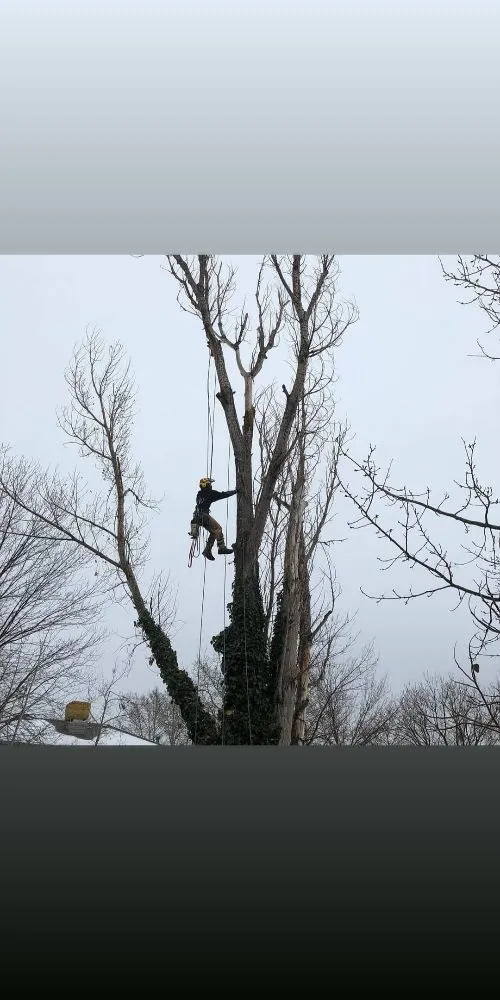 Reliable landscape installation for residential properties in Warwick, RI by Osborn Tree Service