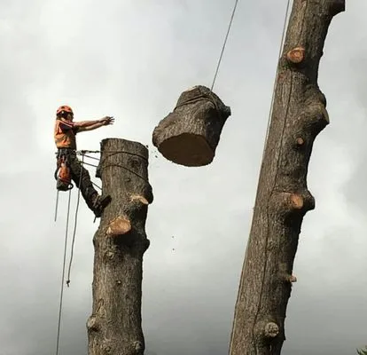 Osborn Tree Service Logo