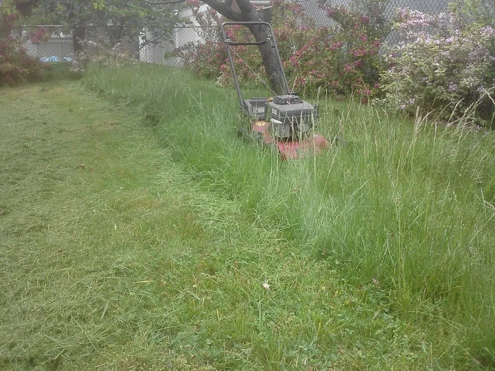 Top-rated lawn mowing service experts serving Queens, NY - Oscar Abarca Landscaping Service