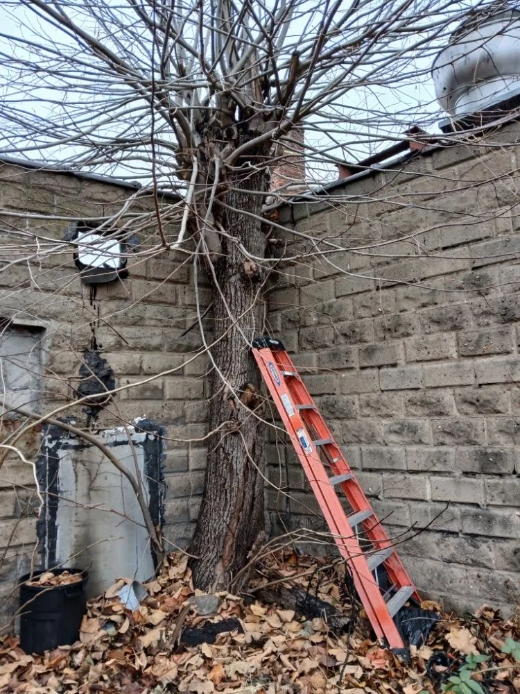 Reliable lawn mowing service for year-round maintenance in Queens, NY by Oscar Abarca Landscaping Service