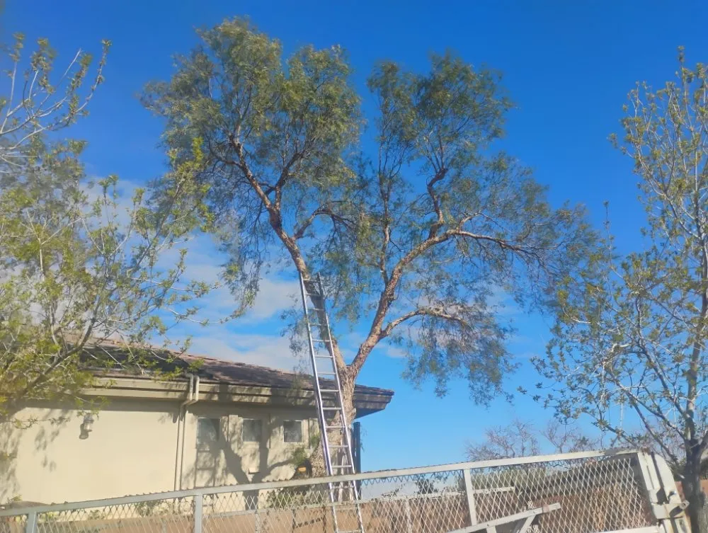 Local residential landscaping for homes in Las Vegas, NV by Oscar Landscaping