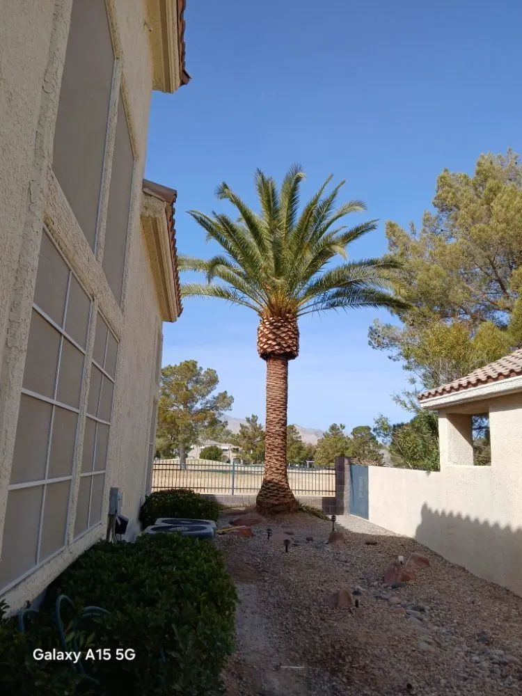 Affordable yard cleanup service in Las Vegas, NV by Oscar Landscaping