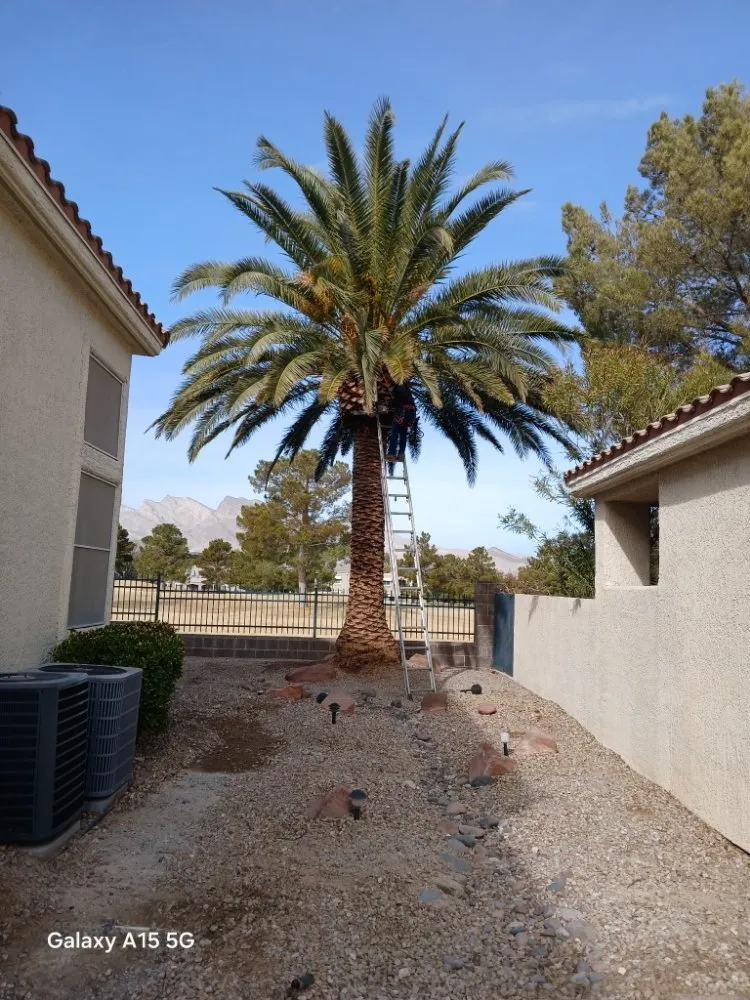 Trusted landscape design in Las Vegas, NV by Oscar Landscaping