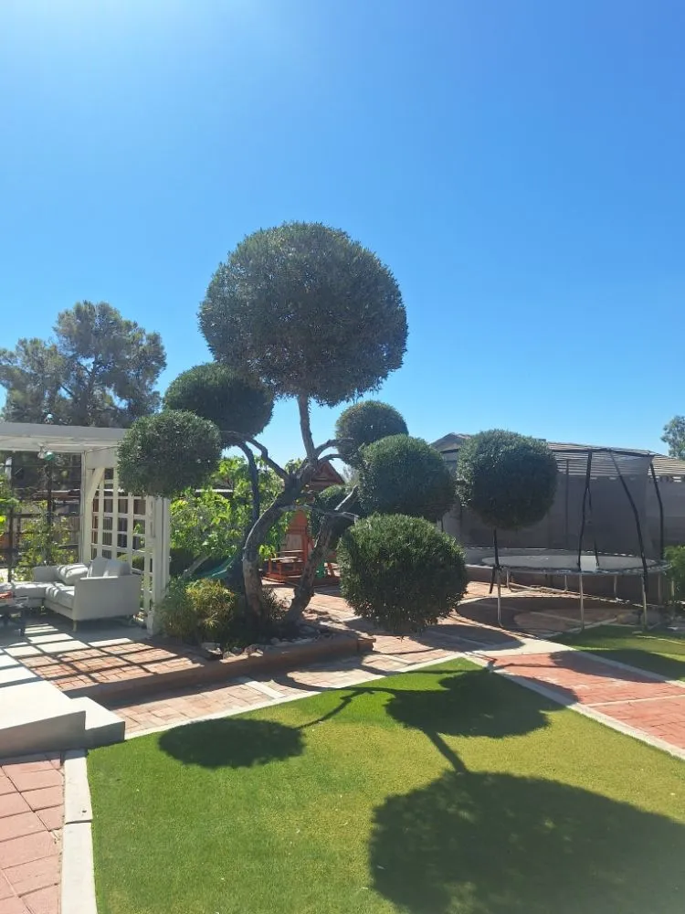 Expert lawn care service in Las Vegas, NV - Oscar Landscaping