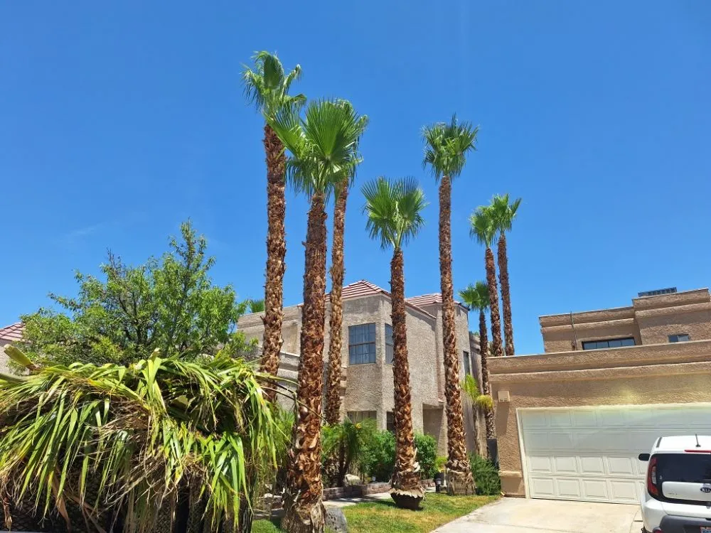 Custom lawn mowing service in Las Vegas, NV by Oscar Landscaping