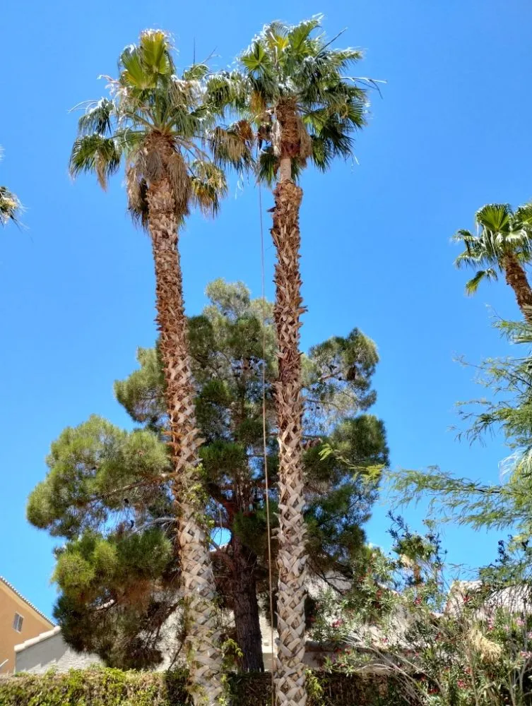 Top-rated yard cleanup service with custom design across Las Vegas, NV - Oscar Landscaping