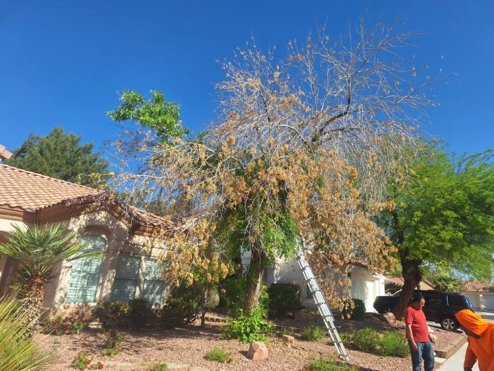 Trusted lawn mowing service for beautiful yards across Las Vegas, NV - Oscar Landscaping