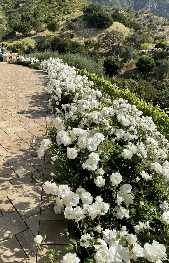 Expert lawn care service for outdoor upgrades in Goleta, CA by Oscar Lopez