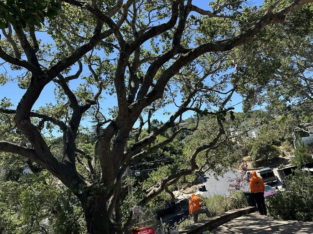 Top-rated lawn care service near you in Hayward, CA by Oscar Moreno Tree Service