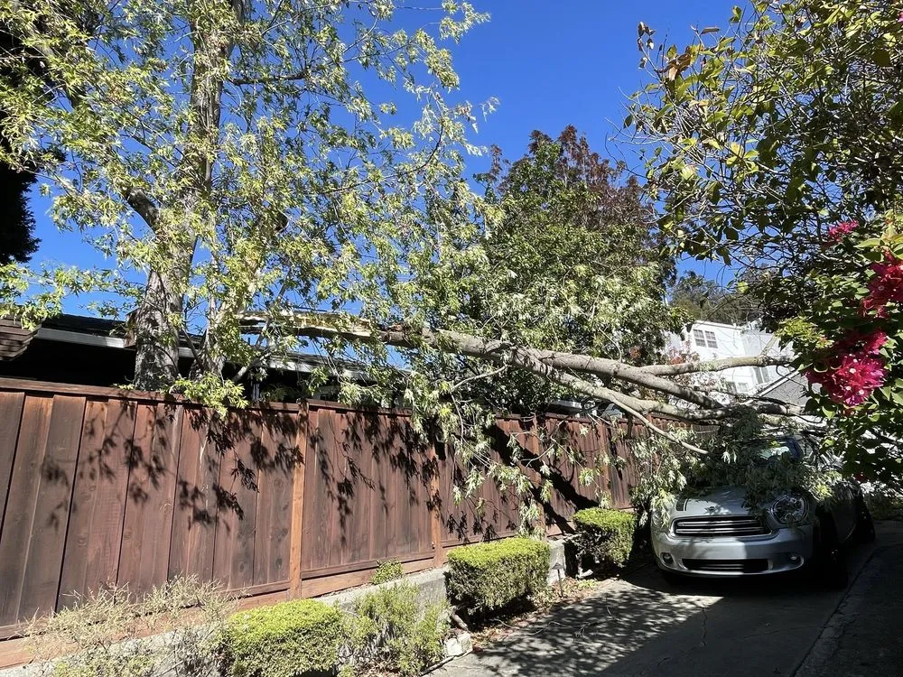 Custom lawn mowing service for residential properties across Hayward, CA - Oscar Moreno Tree Service