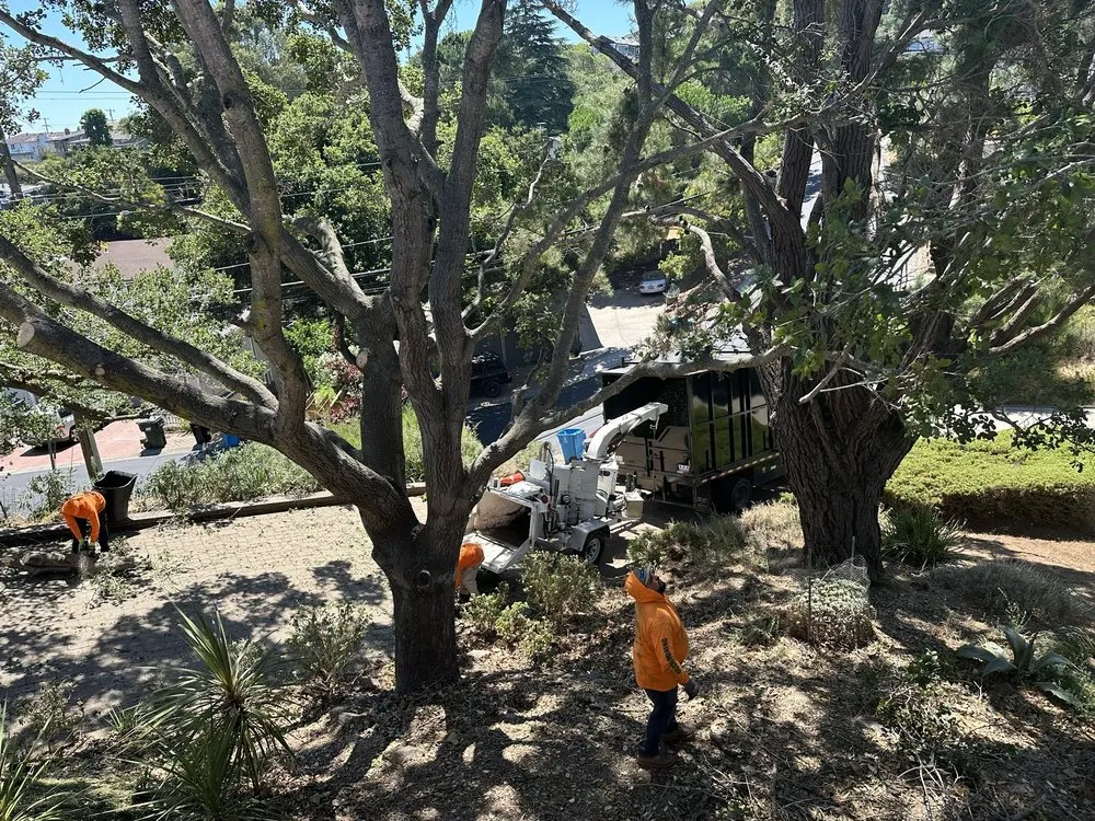 Reliable landscape installation experts serving Hayward, CA - Oscar Moreno Tree Service