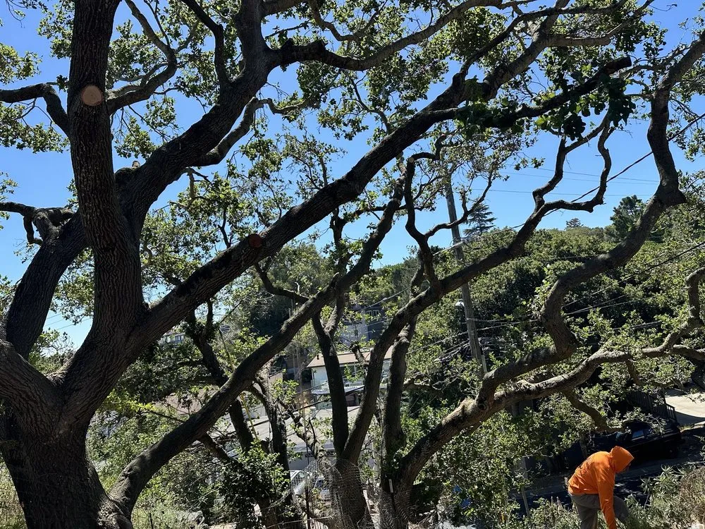 Affordable lawn mowing service with custom design across Hayward, CA - Oscar Moreno Tree Service