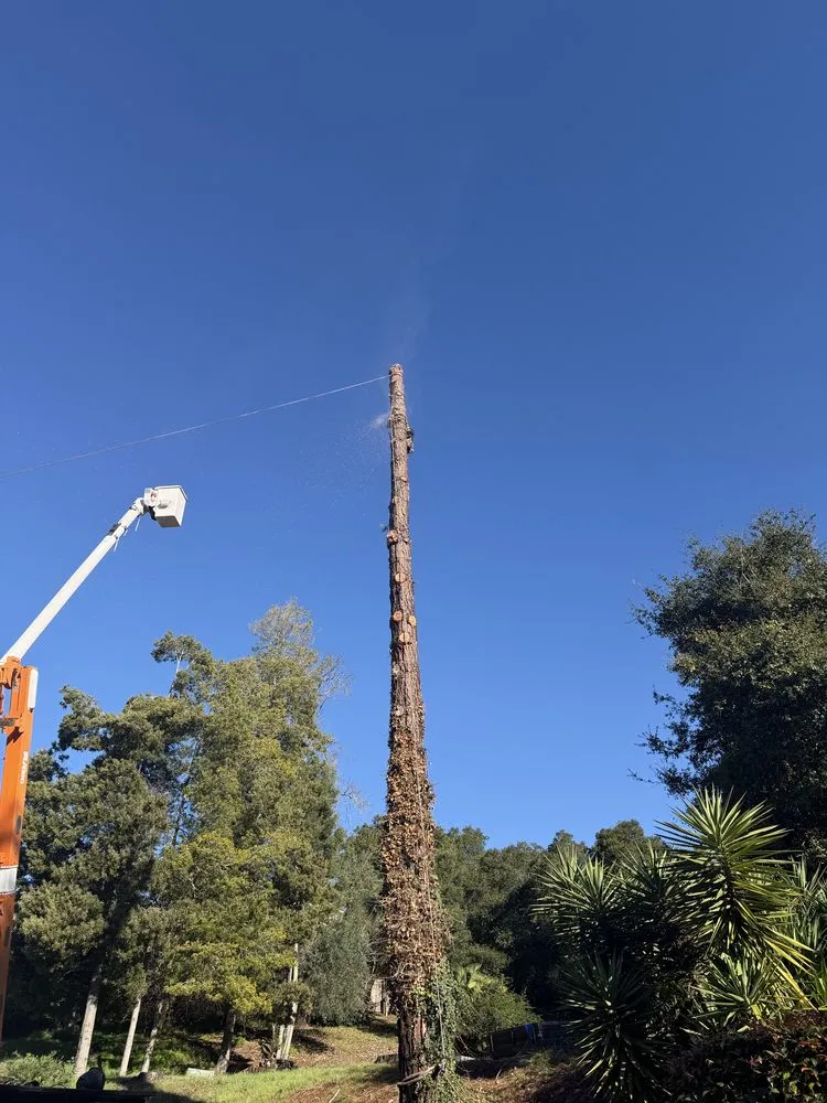 Reliable lawn care service in Hayward, CA - Oscar Moreno Tree Service