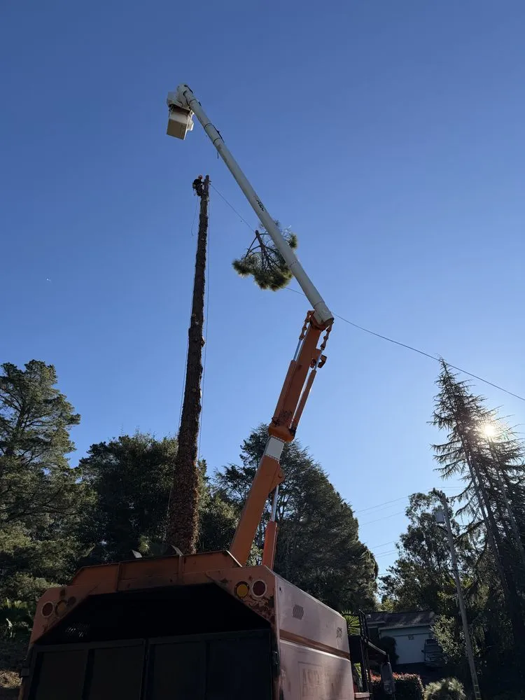 Affordable outdoor landscaping for beautiful yards across Hayward, CA - Oscar Moreno Tree Service