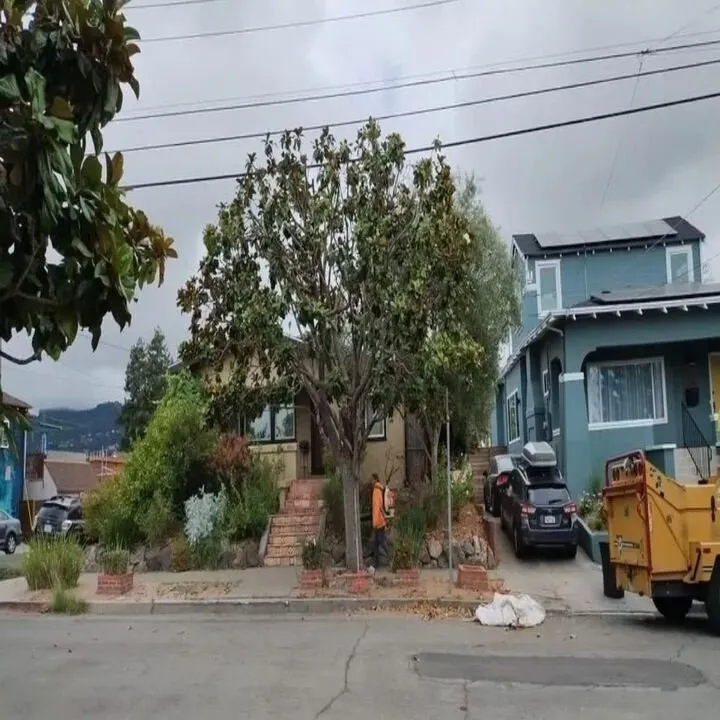 Affordable yard cleanup service for year-round maintenance in Hayward, CA by Oscar Moreno Tree Service