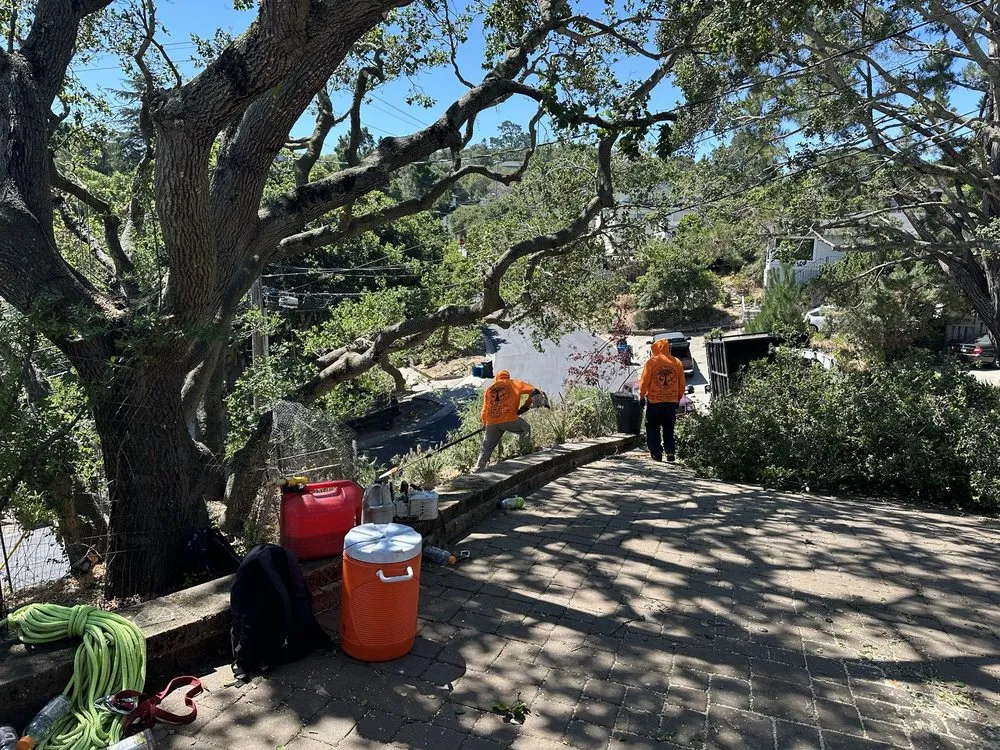 Trusted outdoor landscaping in Hayward, CA - Oscar Moreno Tree Service