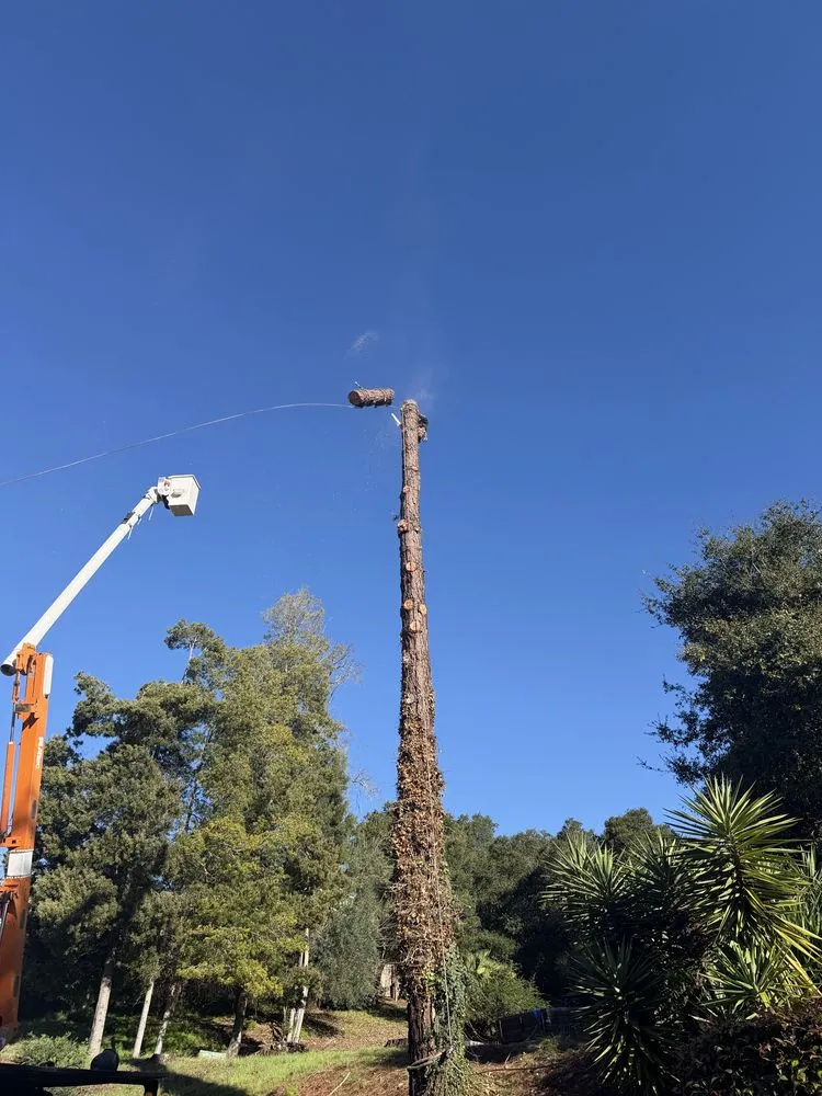 Reliable residential landscaping in Hayward, CA by Oscar Moreno Tree Service