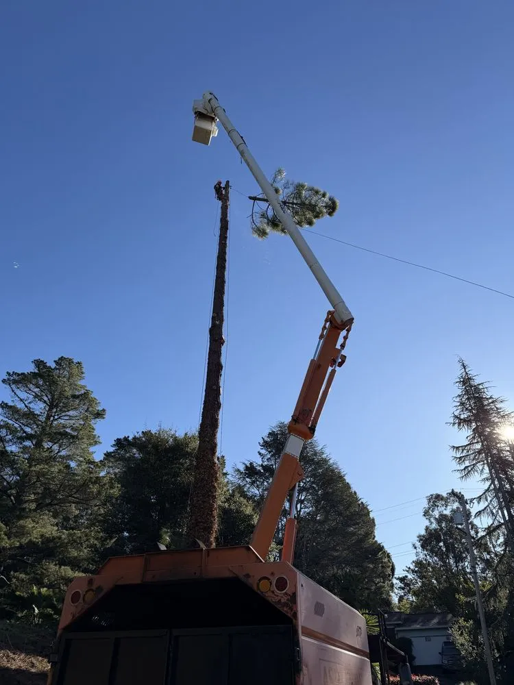 Trusted garden landscaping experts serving Hayward, CA - Oscar Moreno Tree Service