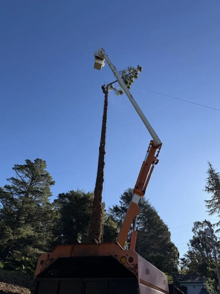 Reliable landscape design experts serving Hayward, CA - Oscar Moreno Tree Service