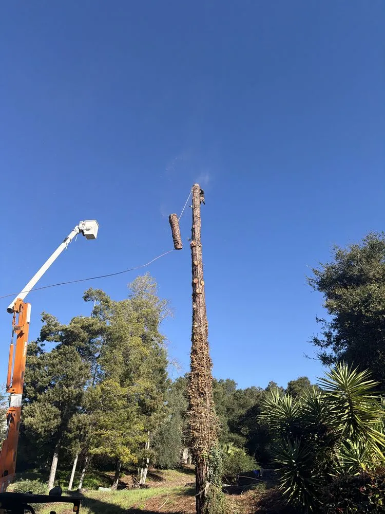 Local yard cleanup service in Hayward, CA by Oscar Moreno Tree Service