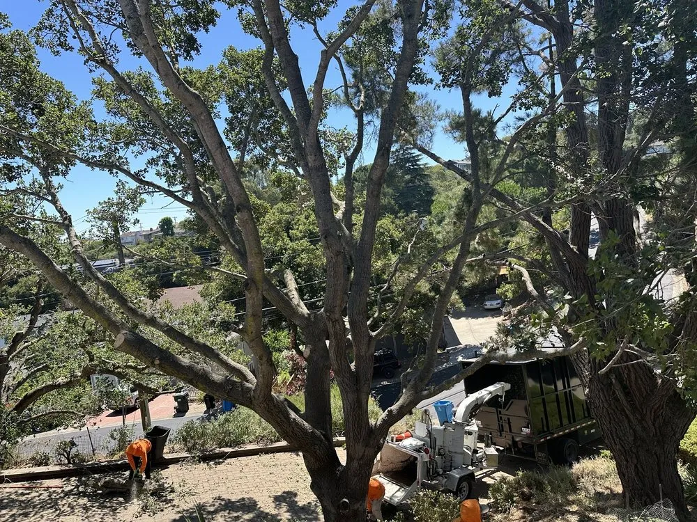 Expert yard maintenance experts serving Hayward, CA - Oscar Moreno Tree Service