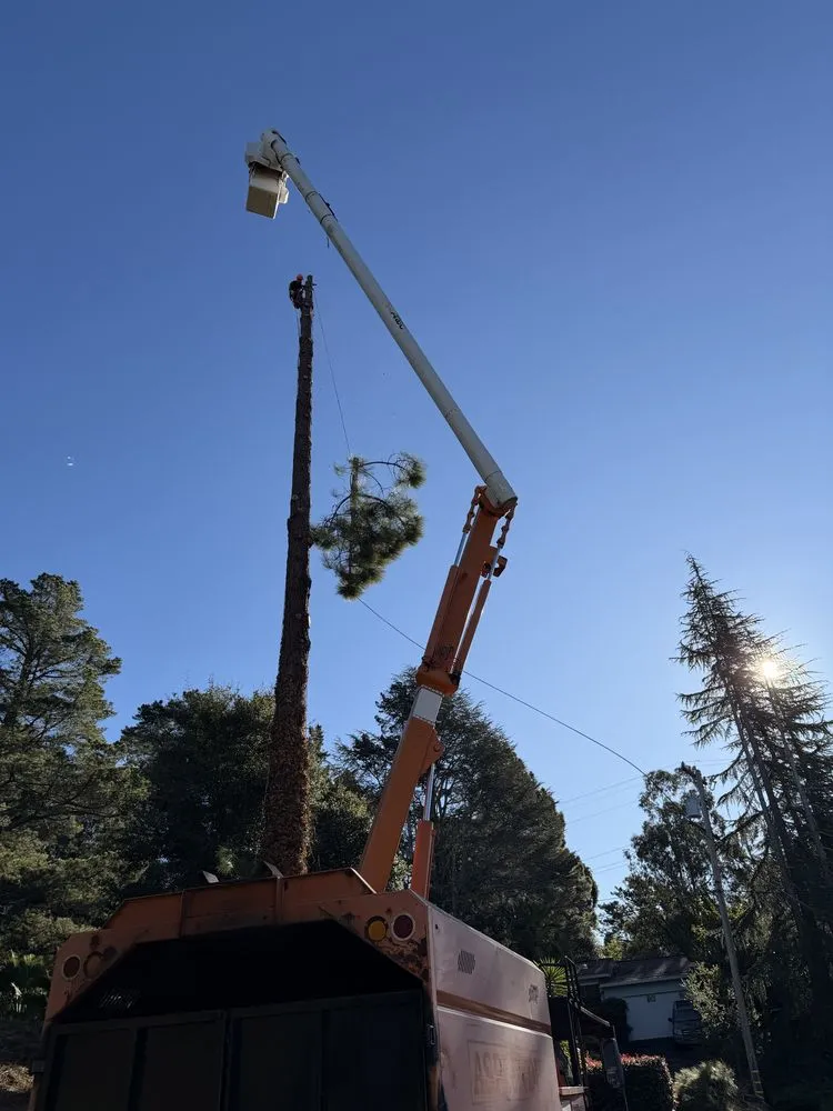 Affordable garden landscaping near you in Hayward, CA by Oscar Moreno Tree Service