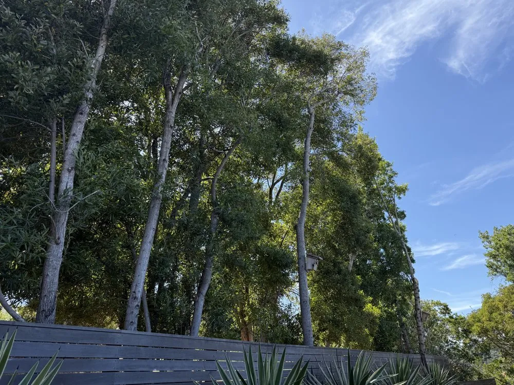 Reliable landscaping services in Hayward, CA - Oscar Moreno Tree Service