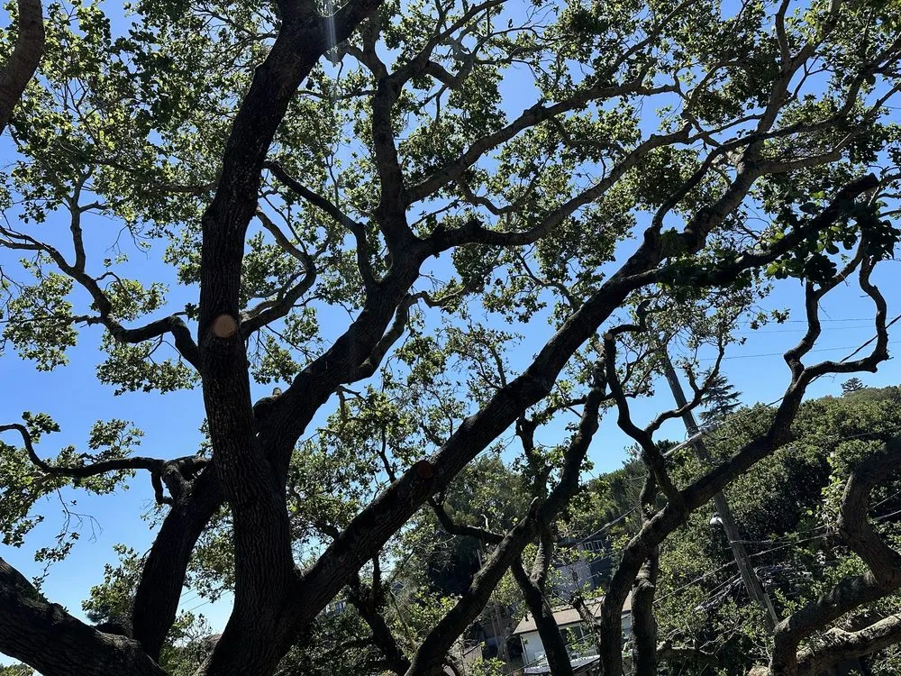 Top-rated garden landscaping in Hayward, CA by Oscar Moreno Tree Service