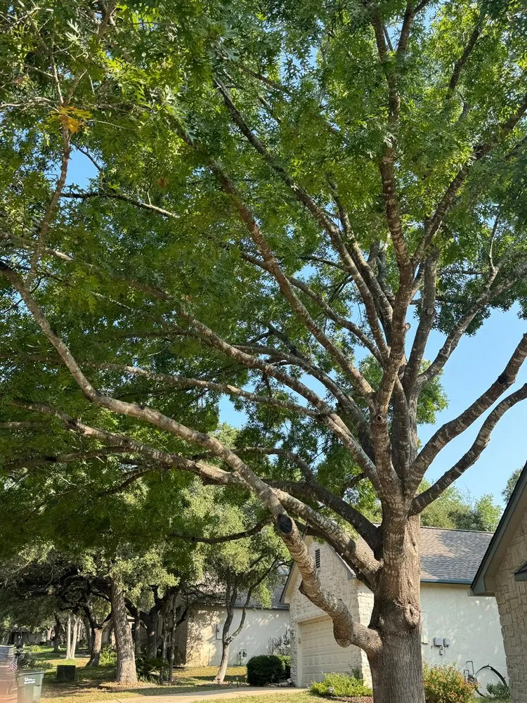 Custom landscaping services for homes across Austin, TX - Oscar Ochoa Tree Service