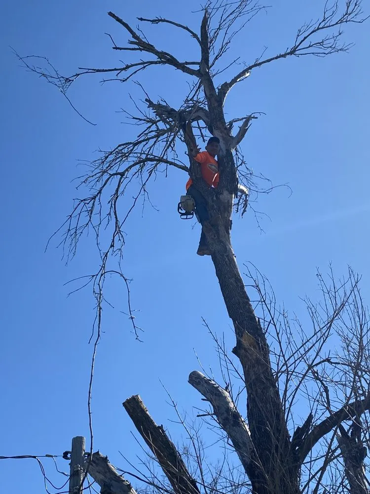 Local yard maintenance in Austin, TX - Oscar Ochoa Tree Service