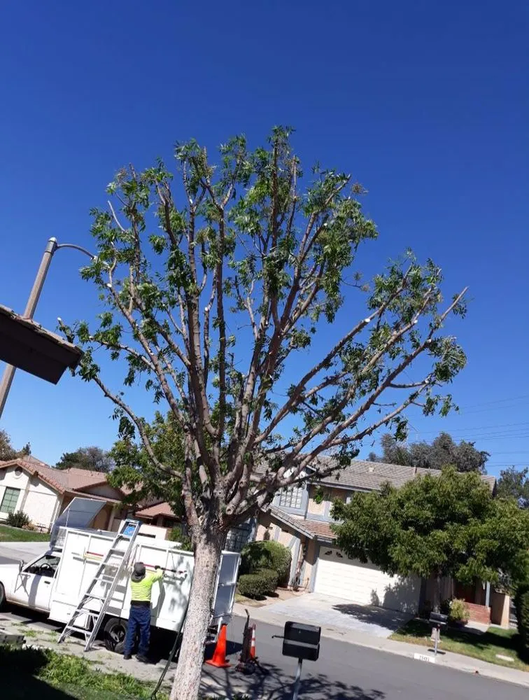Expert lawn care service in Santa Clarita CA, CA - Oscar Tree Service