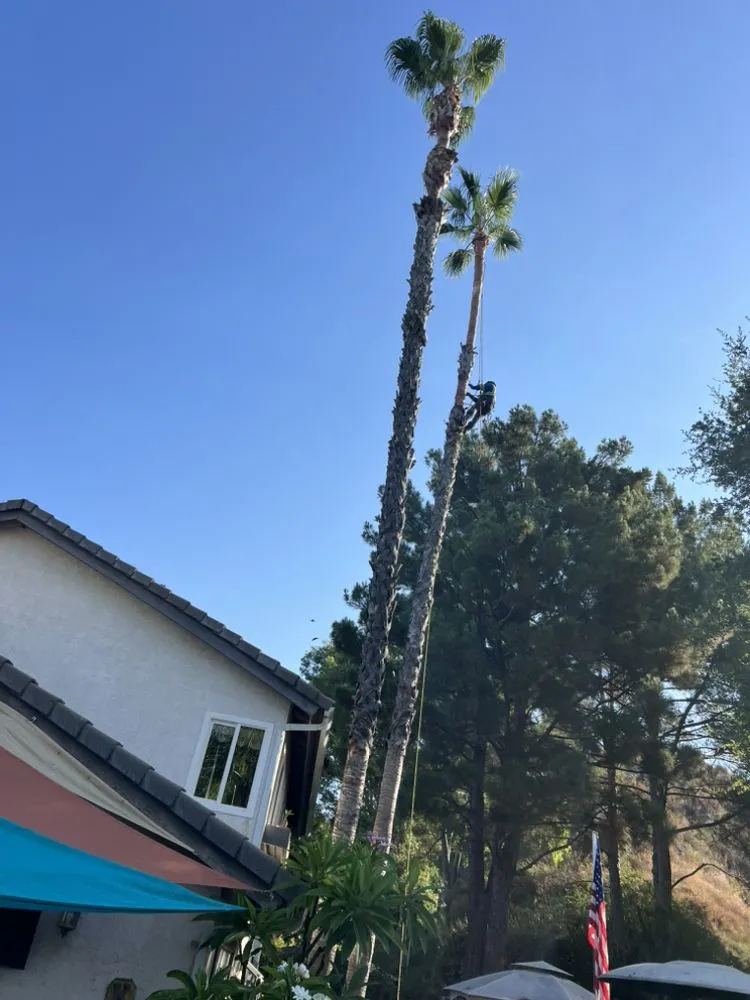 Expert lawn care service for year-round maintenance in Santa Clarita CA, CA by Oscar Tree Service
