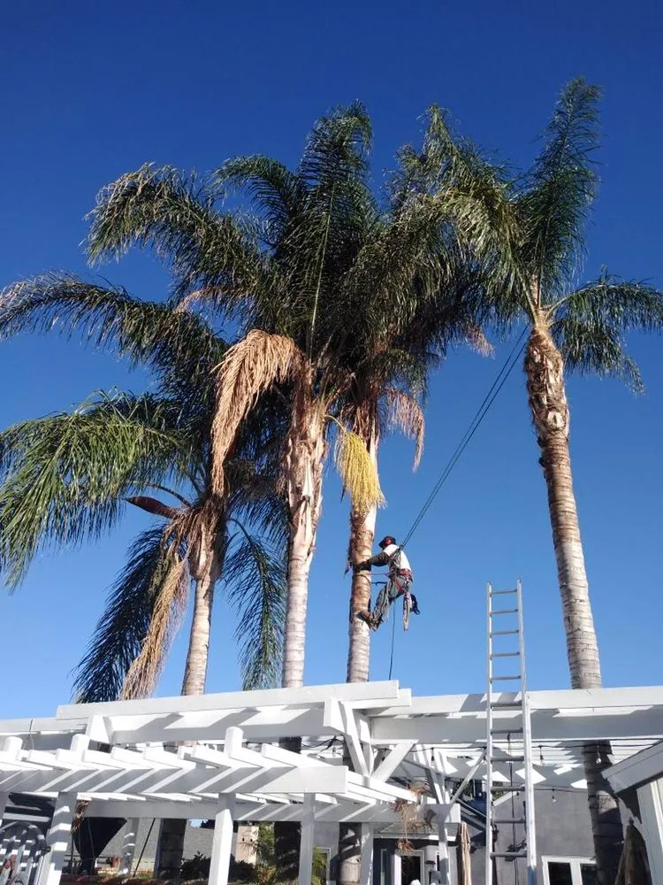 Top-rated lawn care service for outdoor upgrades across Santa Clarita CA, CA - Oscar Tree Service