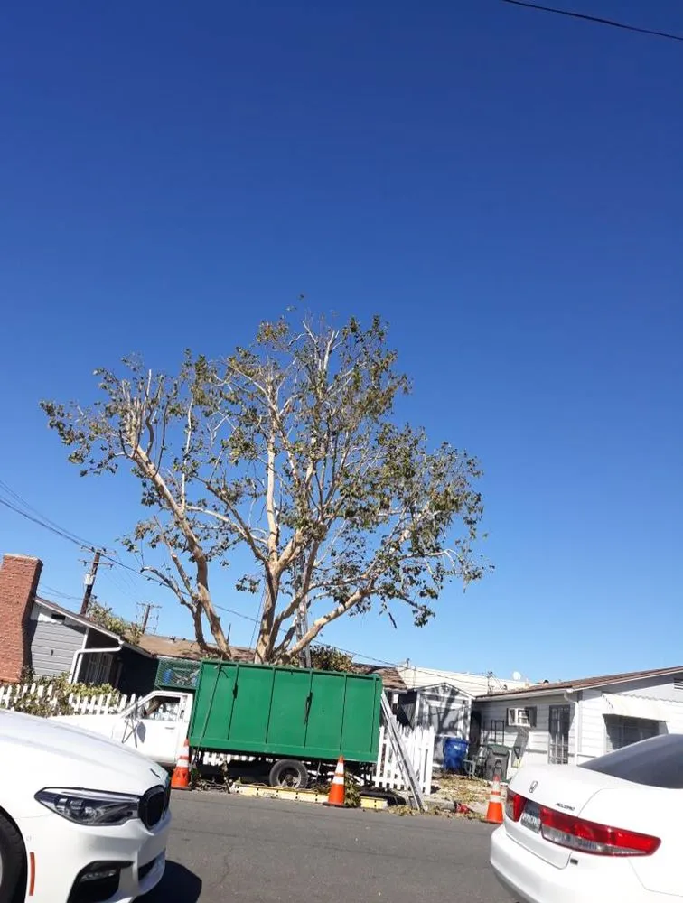 Affordable yard maintenance in Santa Clarita CA, CA - Oscar Tree Service