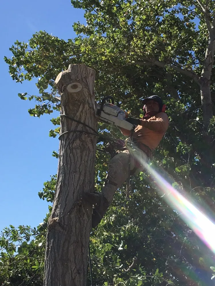 Local residential landscaping for residential properties in Santa Clarita CA, CA by Oscar Tree Service