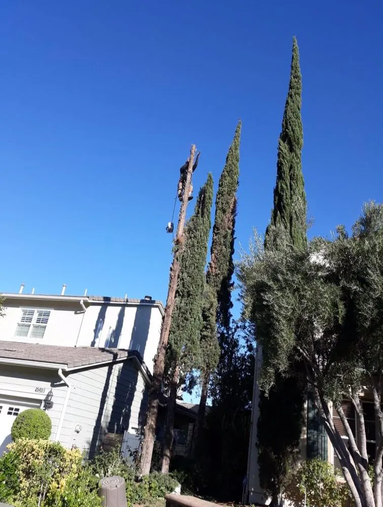 Professional garden landscaping near you in Santa Clarita CA, CA by Oscar Tree Service