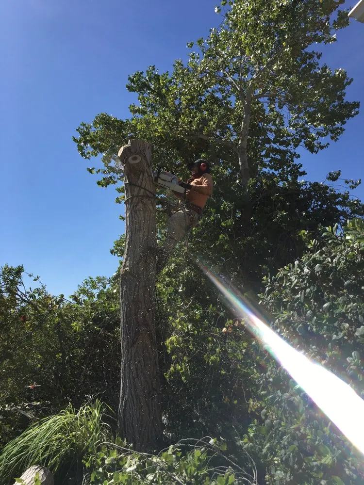 Top-rated lawn mowing service for residential properties in Santa Clarita CA, CA by Oscar Tree Service