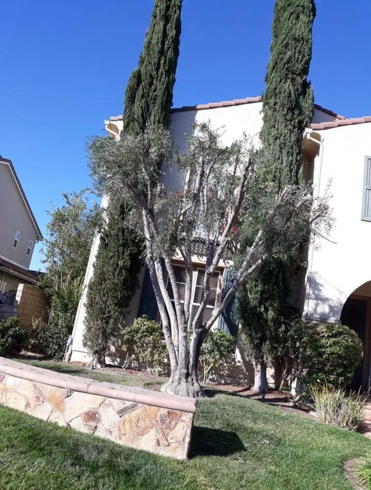 Expert yard cleanup service in Santa Clarita CA, CA - Oscar Tree Service