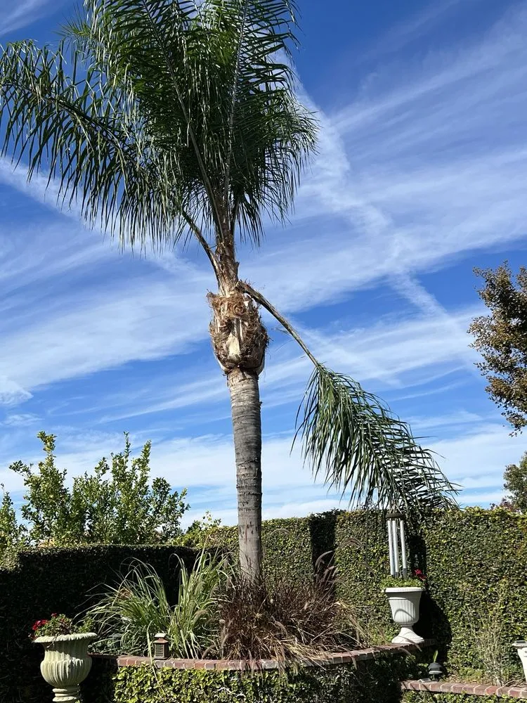 Expert landscaping services in Santa Clarita CA, CA - Oscar Tree Service