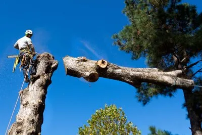 Professional yard cleanup service in Santa Clarita CA, CA by Oscar Tree Service