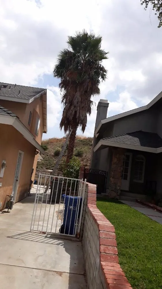 Professional landscaping services in Santa Clarita CA, CA by Oscar Tree Service