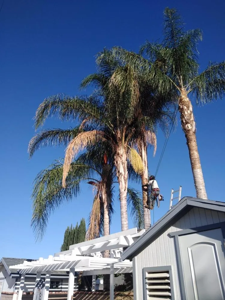 Custom lawn mowing service in Santa Clarita CA, CA - Oscar Tree Service