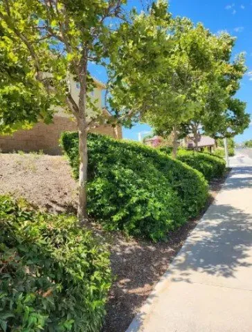 Local residential landscaping in Homeland, CA by Oscar Vanegas Landscaping