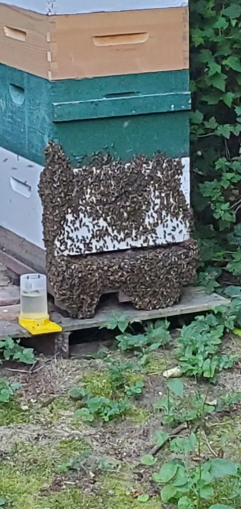 Professional landscaping services in Shelton, WA by Oscar's Gardening