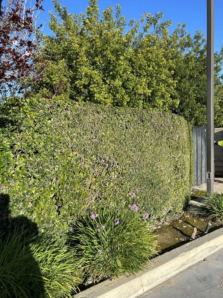 Custom landscape design for year-round maintenance across Pomona, CA - Oscar’s Landscaping Services