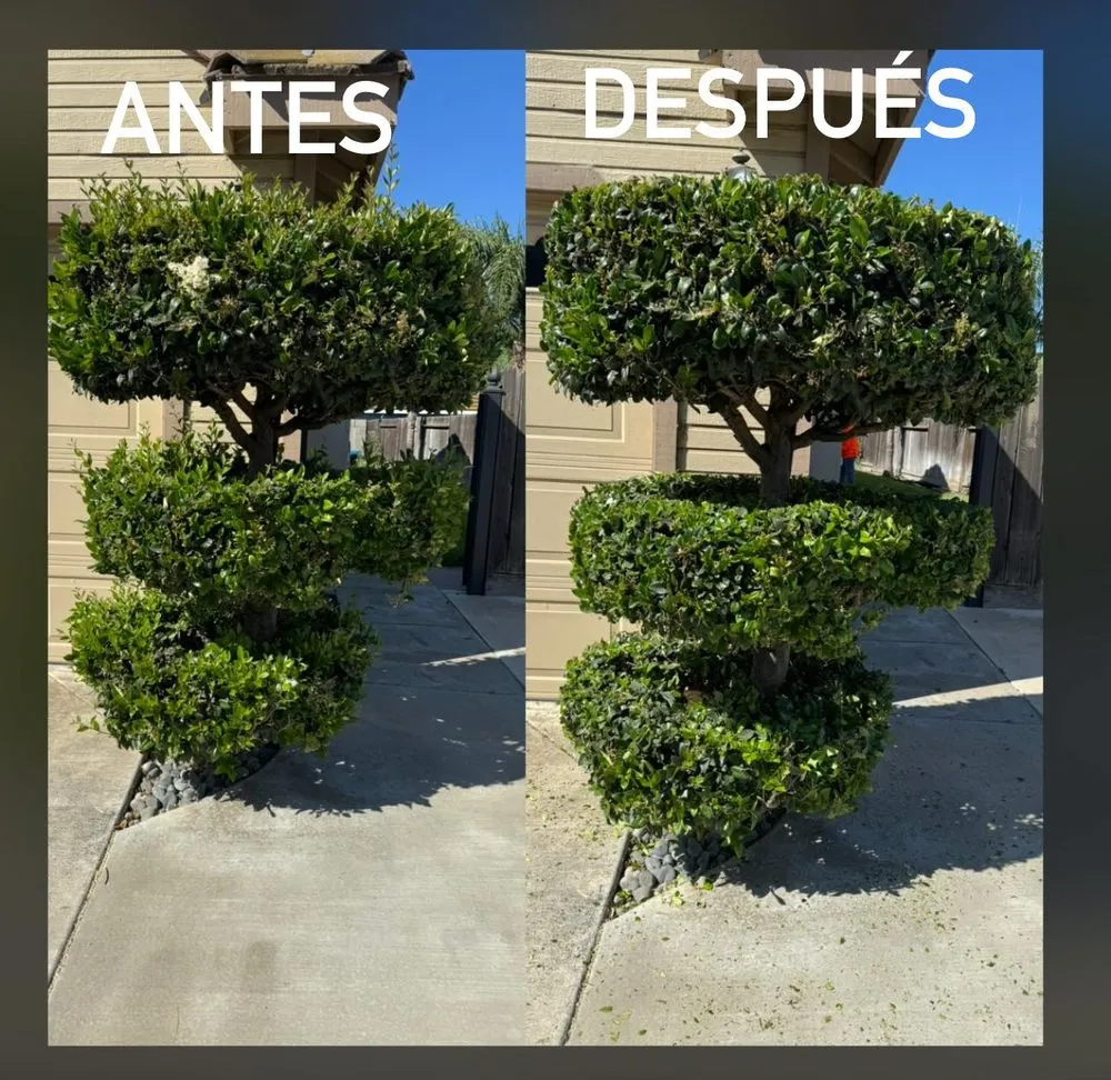 Affordable outdoor landscaping in Manteca, CA by Oscar’s Lawn Care