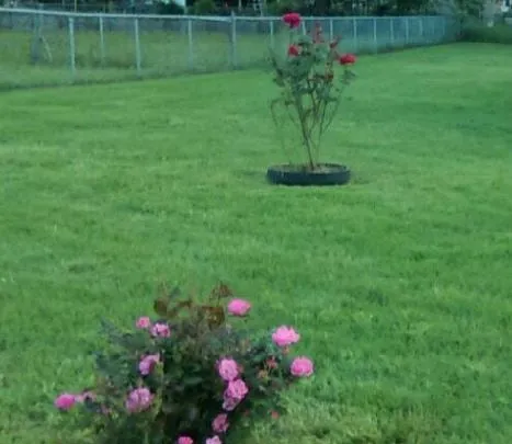 Expert yard cleanup service in Shorter, AL by Oscar's Lawn Service