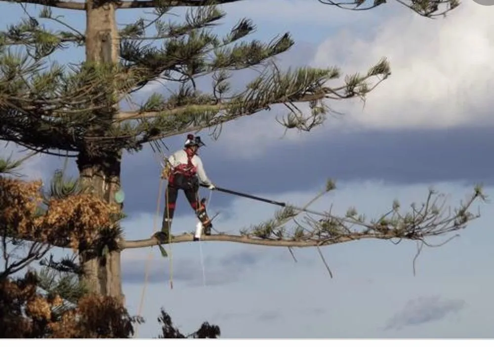 Trusted lawn care service in Lynn, MA - Oscar's The Pros, Tree Service