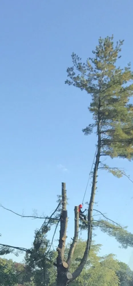 Trusted outdoor landscaping in Lynn, MA - Oscar's The Pros, Tree Service