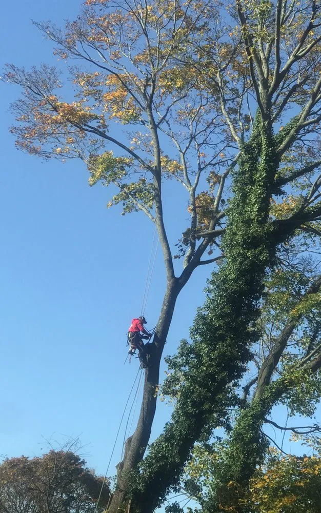 Professional landscape design in Lynn, MA - Oscar's The Pros, Tree Service